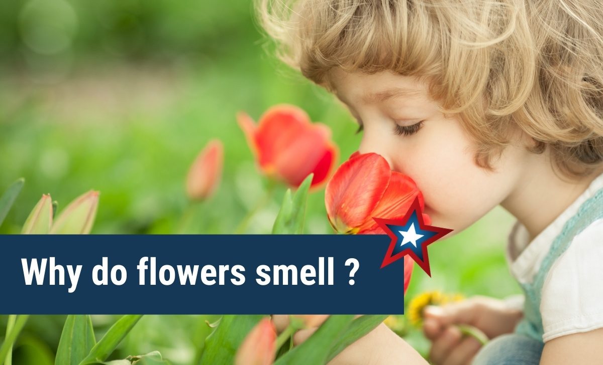 Why do flowers smell