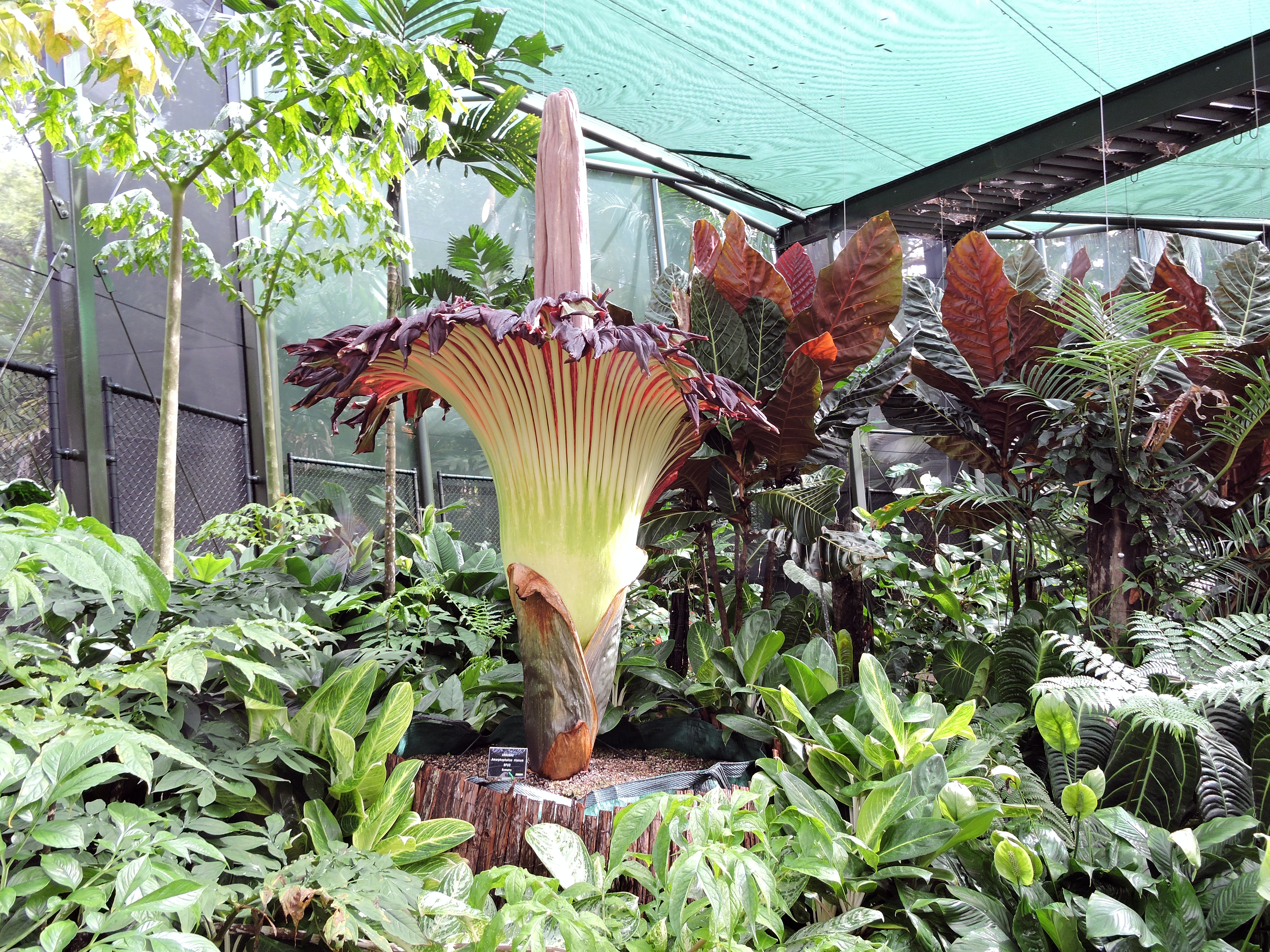 corpse flower blossom in a greenhouse