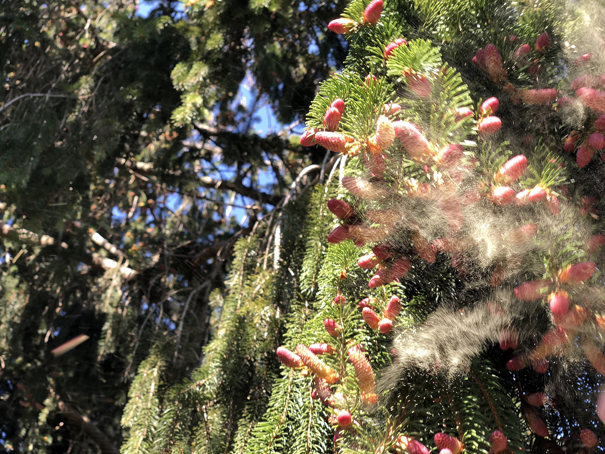 Dust-like pollen falls from pine cones