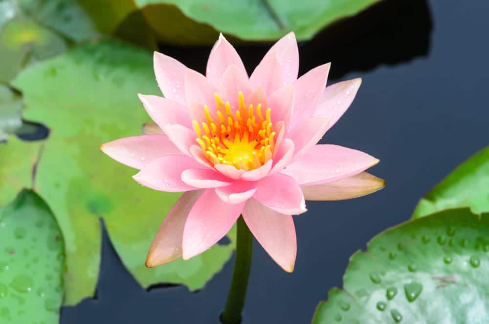 a pink lotus flower